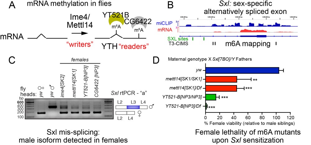 The Eric Lai Lab Alternative Mrna Processing And Modification