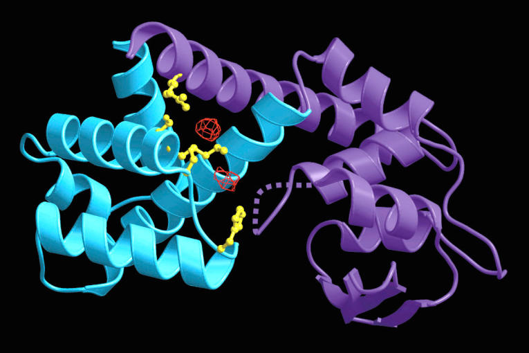 Topoisomerase I Structure And Mechanism Gerstner Sloan Kettering