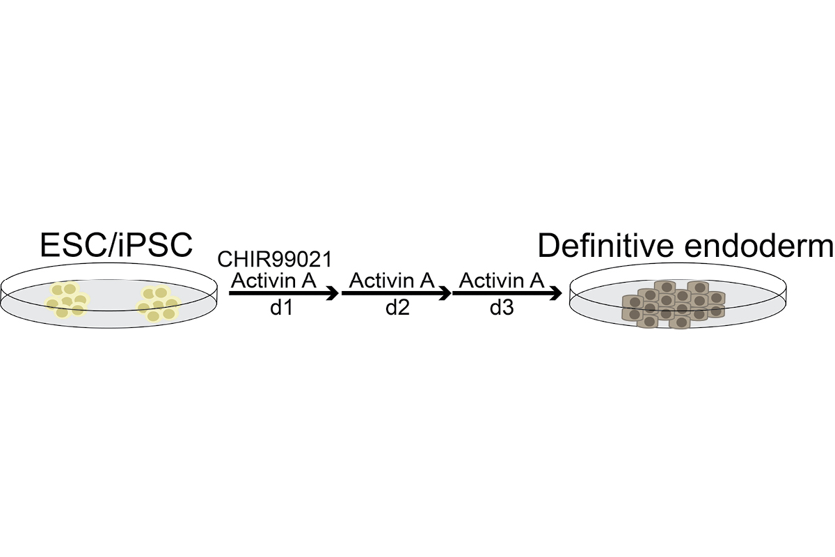 the mechanism by which translation in different mRNA-based environments controls protein activity in the nucleus