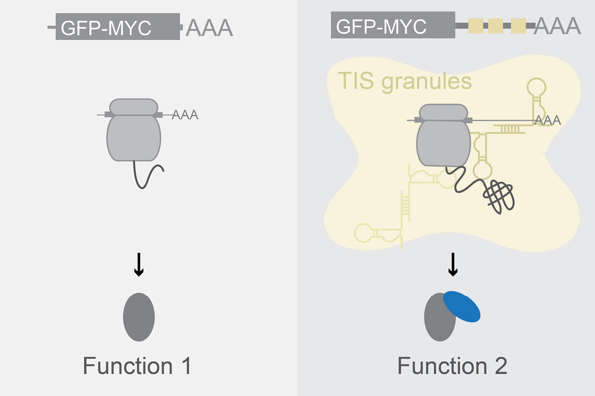 The mechanism by which translation in different mRNA-based environments controls protein activity in the nucleus 